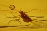 Detailed Fossil Spider, Springtail and Fly in Baltic Amber #128340-3
